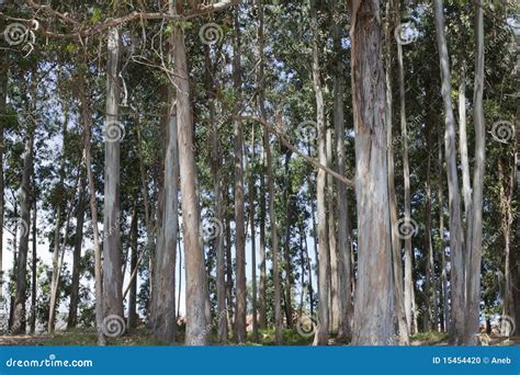 Eucalyptus Forest Stock Photo Image Of Healthy Intricate 15454420