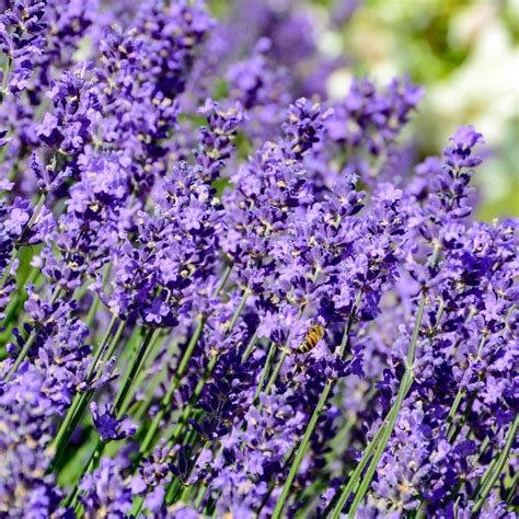 Herbs English Lavender Lavandula Hidcote Free Uk Delivery