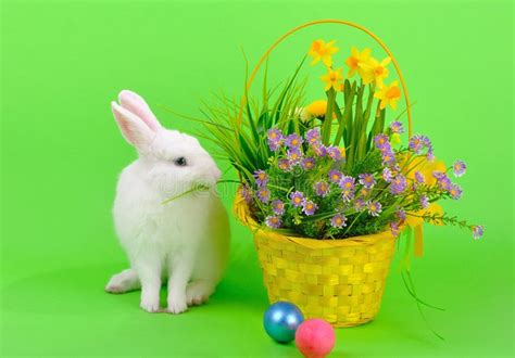White Bunny And Flowers On Green Stock Image Image Of Isolated