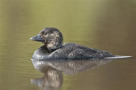 Fun Musk Duck Facts For Kids Kidadl