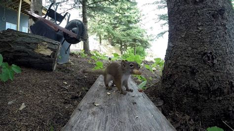 Squirrel Gets His Nuts All Tangled Up Gopro Hero 3 Youtube