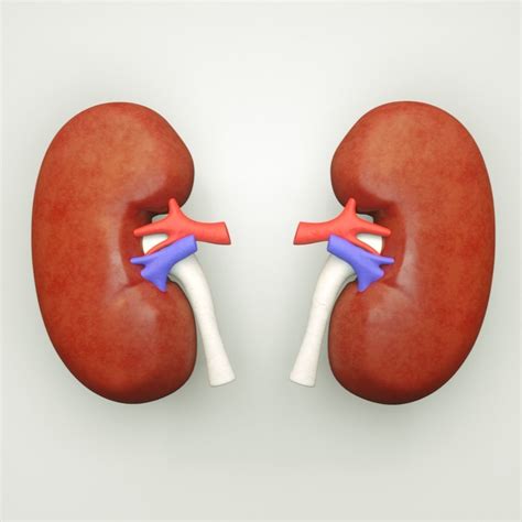 Kidney Human Anatomy 3d Model Cgtrader