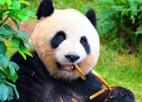 Giant Pandas No Longer Endangered According To China Engoo Daily News