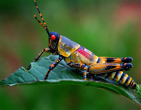 10 Most Beautiful And Colorful Insects In Nature Wow Amazing