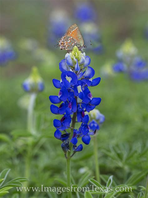 Butterfly On A Bluebonnet 1 Texas Hill Country Images From Texas