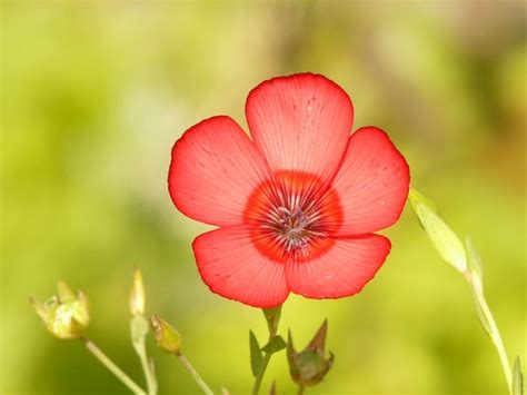 They are bright, desired, pleasantly smell. Translucent red lein flower Free stock photos in JPEG ...