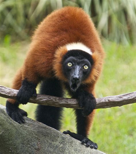 Planet Lemur 10 Beautiful Little Known Species The Ark In Space