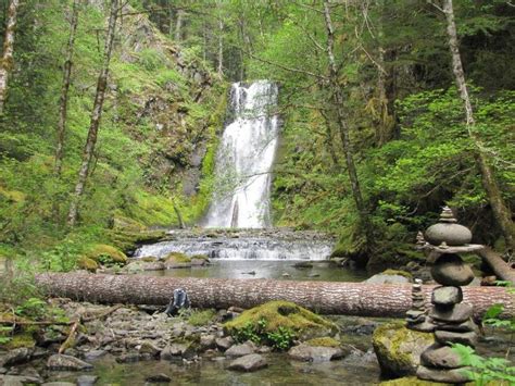 Emerald Trees And Mossy Streams Ford Pinchot National Forest