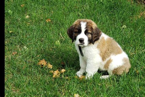 The bloodlines have numerous champions that help have beautiful, healthy, large, and sweet puppies with a great temperament. Colorado Saint Bernards - Puppies For Sale