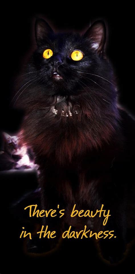 Beauty Darkness Cat Wallpaper By 1artfulangel Download On Zedge F9c3