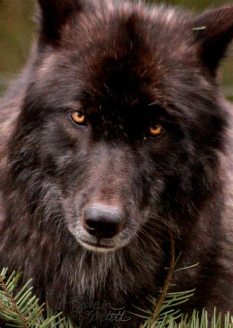 13 Best Images About Black Wolf On Pinterest