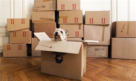 Everything You Need To Know About Packing Supplies When Moving House