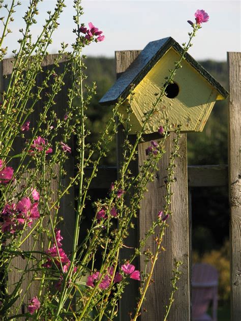 Yellow Bird House By Pam Levy 500px Chronicles Of A Love Affair