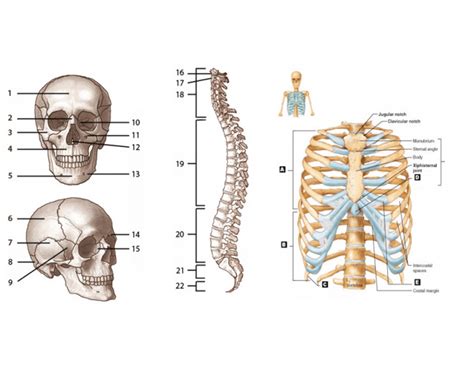 Identify And Label The Bones Of The Axial Skeleton Diagram Quizlet