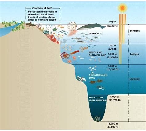 3 Major Regions Of The Ocean Floor Walston Janet