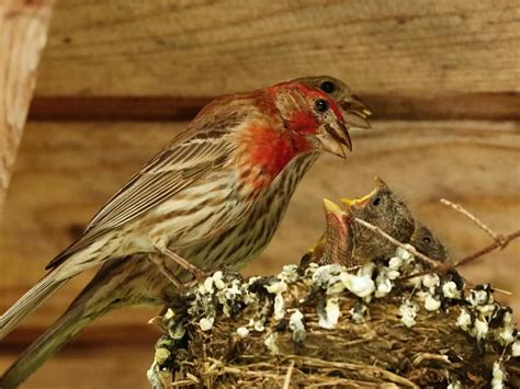 House Finch Nesting Eggs Location Behavior Birdfact