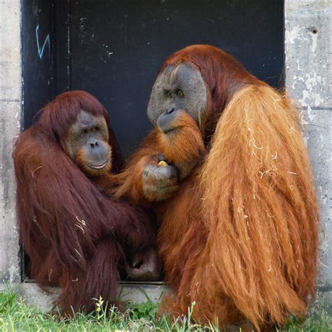 Orangutan Couple Female And Male Orangutans At The Colum… Tim Perdue Flickr