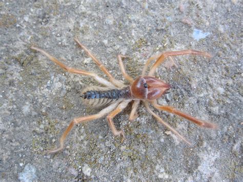 How Much Does A Camel Spider Weigh We Have The Best Tips To Get You