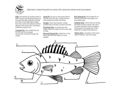 When promoting msc certified seafood at your fresh fish counter, each price tag should display the msc label, claim and chain of custody code. 8+ Label Fish Worksheet For Preschool | Fish anatomy ...