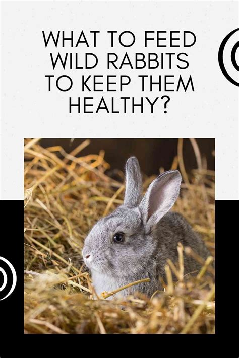What To Feed Wild Rabbits To Keep Them Healthy Constant Delights