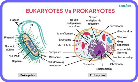 Prokaryotes Vs Eukaryotes Chart