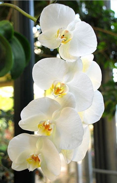 When you wish to send thoughts of health and prosperity, this unique orchid can deliver the message with ease. Orchids | Beautiful orchids, White orchids, Beautiful flowers