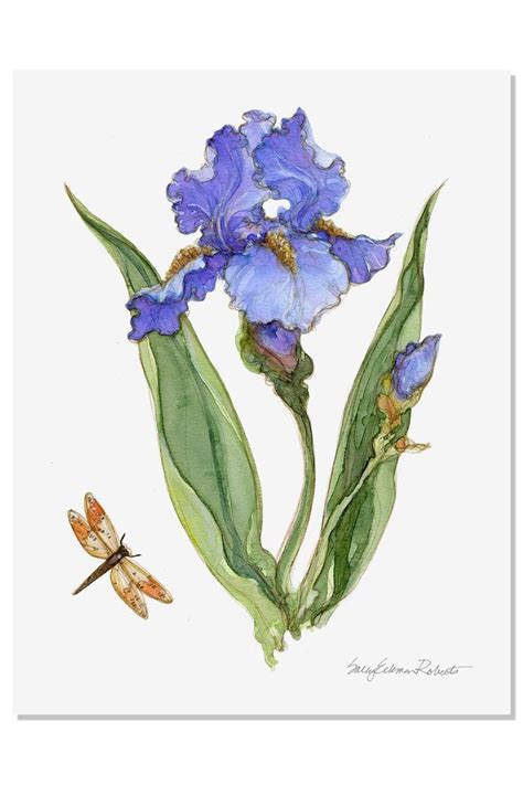 Sally Eckman Roberts Iris Botanical Print From Jensen Beach Iris