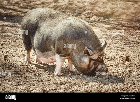 Vietnamese Pot Bellied Pig Stock Photo Alamy
