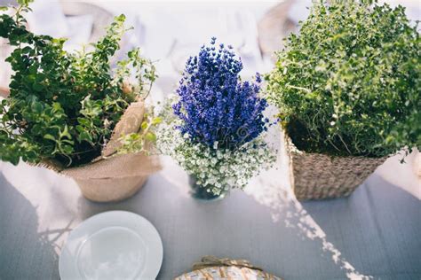 Flat Lay With Green Plants And Lavender Plant In Flowerpots On Tabletop