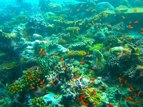 รูปภาพ มหาสมุทร การดำน้ำ ใต้น้ำ แนวประการัง แนวปะการัง ถิ่นที่
