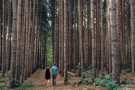 11 Lucruri Interesante Despre Copaci Uriașii Verzi De Lângă Noi