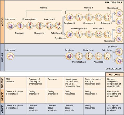 The Process Of Meiosis Biology I