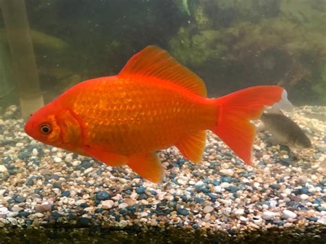 Pond Fish In Norwich Norfolk Gumtree