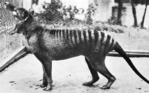 Alleged sightings of the extinct Tasmanian tiger set off search for the animal