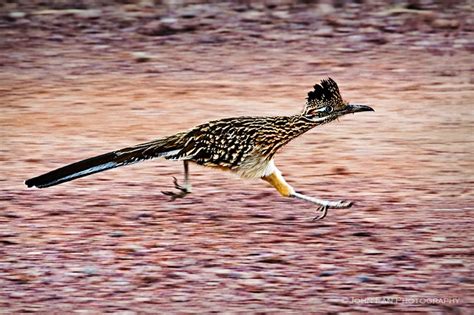 31 Best Images About Road Runner On Pinterest More Runners Coyotes