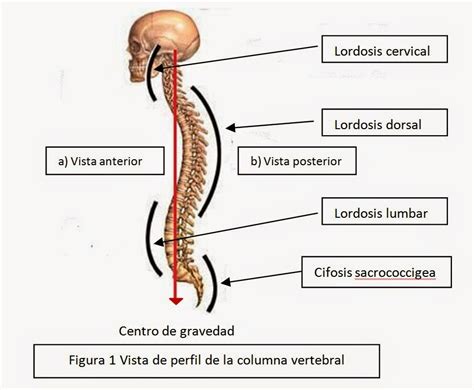 Diagnostico X Anatomia Columna Vertebral