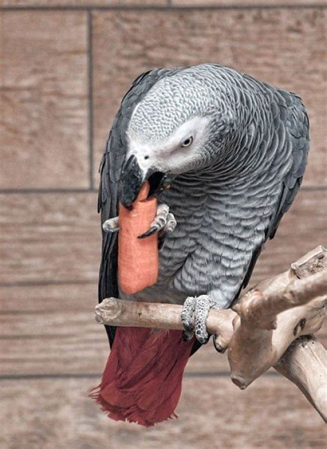 10 Tasty And Healthy Treats For Pet Birds Parrot Pet African Grey