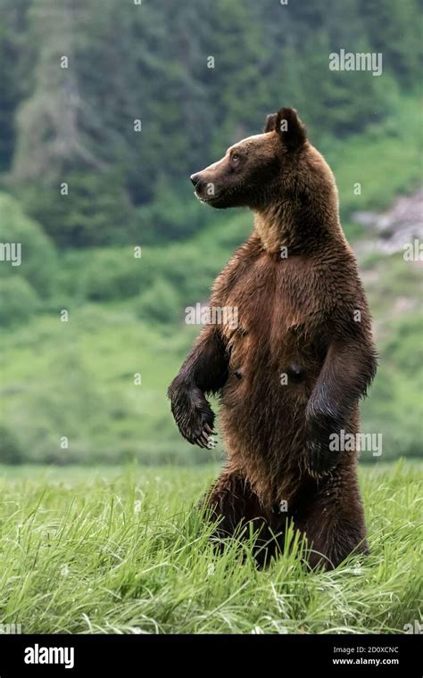 Grizzly Bear Standing On Hind Legs