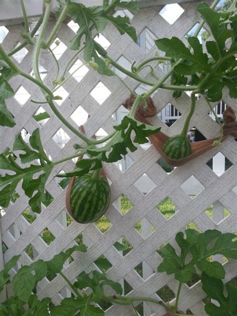 Growing Watermelons On A Trellis Using Pantyhose Chickens Backyard