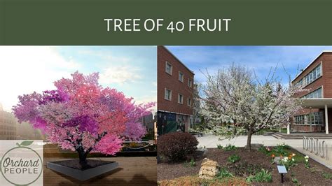 Sam Van Akens Tree Of 40 Fruit Youtube