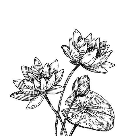 Custom Botanical Illustrations And Original Plant Drawings — Botanical