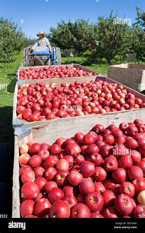 Workers Harvest Apples At Gandg Orchards In Yakima Washington The Orchard Is Owned By Rene And