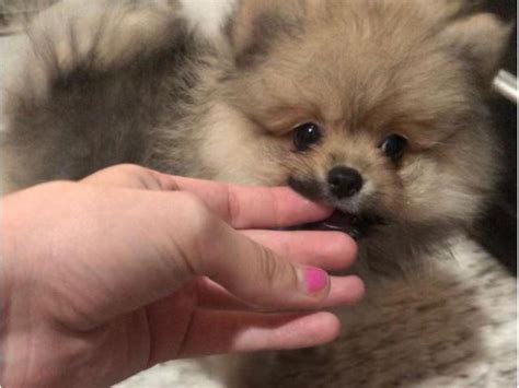 2 Lovely Pomeranian Puppies For Sale Long Beach Puppies For Sale Near Me