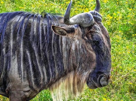 Cannundrums Western White Bearded Wildebeest