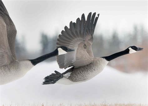 Saving Eggs A Wild Goose Chase Winnipeg Free Press