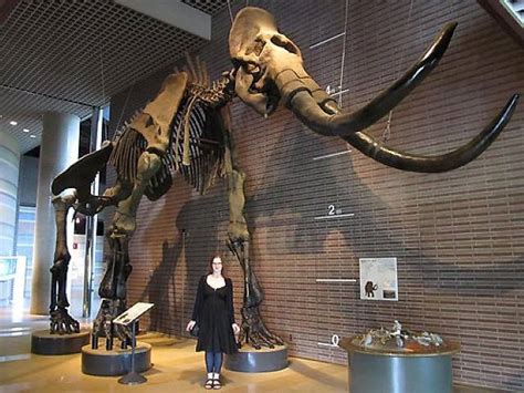 Largest Mammoth On Display Rhumanforscale