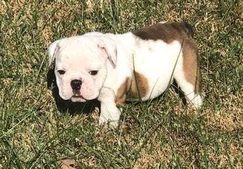 Great for a loving family, the english bulldog gives a lot of love and attention, and expects it in return. Miniature English Bulldog Puppies For Sale | Warren, MI ...