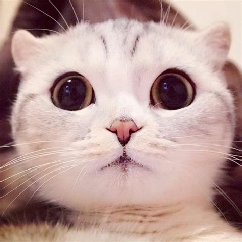 Meet Hana A Japanese Kitty With The Most Beautiful Eyes 99inspiration