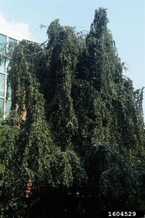 Weeping European Beech July 2012 Tree Of The Month Ewing Township