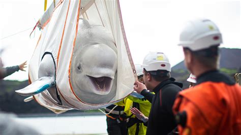 Search Results Web Results Iceland Home To First Ever Open Sea Beluga